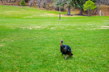A large Turkey Vulture in Colorado Springs, Colorado