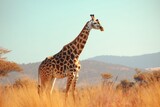 Fototapeta Zwierzęta - Grazing giraffe. Generative AI