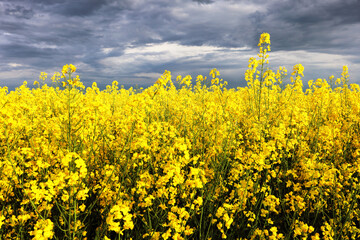 Wall Mural - Yellow rape field with dark clouds, agriculture of Erurope