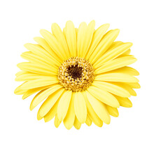 Yellow African Daisy Isolated