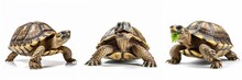 Animals Reptiles Pets Greek Tortoises Banner Panorama Long - Collection Of Funny Cute Greek Tortoise (tortoise) , Isolated On White Background, Generative Ai