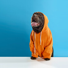 Beautiful, Purebred, Chocolate Colored Dog, Labrador Wearing Orange Hoodie, Sitting With Tongue Sticking Out Against Blue Studio Background. Concept Of Animals, Pets Fashion, Vet, Style.