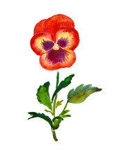  Pansy, Flower Illustration, Red Pansies , Bloom, Blossom, Watercolor Illustration