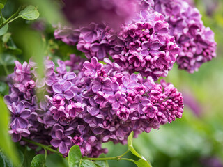 Lilac in rain