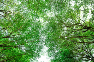 Wall Mural - bottom view of tree with green leaves and branches in tropical forest. fresh environment in park. gr