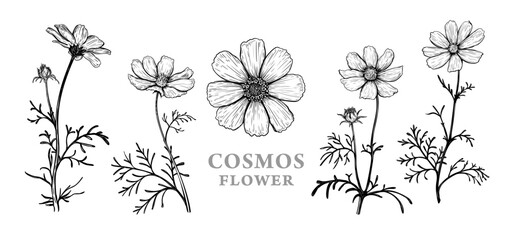 Wall Mural - set of hand drawn luxurious cosmos flowers. vector illustration of plant elements for floral design.
