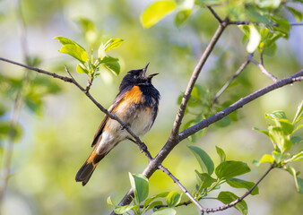 Wall Mural - American Redstart perched on branch singing in spring in Ottawa, Canada