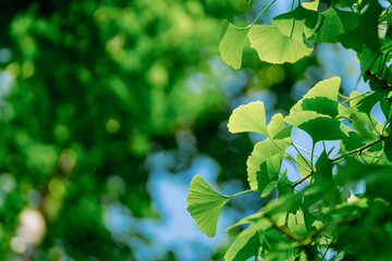 Wall Mural - green leaves on a day