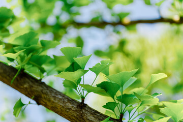 Wall Mural - spring green leaves