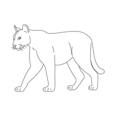 Wall Mural - Doodle of Puma. Hand drawn vector illustration.