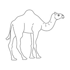 Wall Mural - Sketch of Camel drawn by hand. Vector hand drawn illustration.