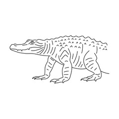 Wall Mural - Doodle of Alligator. Hand drawn vector illustration.