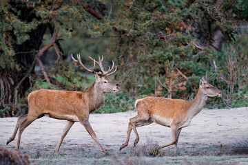 Wall Mural - Red deer (Cervus elaphus) stag trying to impress the females in the rutting season  in the forest of National Park Hoge Veluwe in the Netherlands