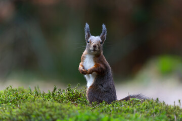 Wall Mural - Eurasian red squirrel (Sciurus vulgaris) searching for food in the forest in the Netherlands. 