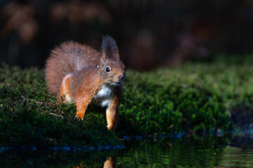 Wall Mural - Eurasian red squirrel (Sciurus vulgaris) searching for food in the forest in the Netherlands. 