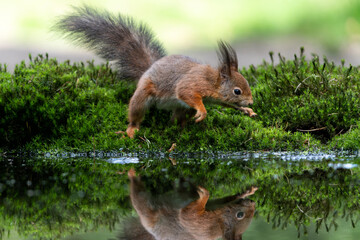 Wall Mural - Eurasian red squirrel (Sciurus vulgaris) searching for food in the forest in the Netherlands. 