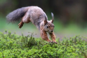 Wall Mural - Eurasian red squirrel (Sciurus vulgaris) searching for food in the forest in the Netherlands. 