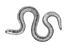 Slow Worm Vector Sketch. Hand Drawn Wildlife Illustration In Engraved Style. Legless Lizards Isolated On White Background. Black And White Mammal Animal Drawing For Print, Poster, Card, Cover.