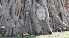 Buddha Head Statue Located In Enormous Tree Roots. Brick Wall Ruins. Camera Moving Slowly From Left To Right. Insects In Sun Rays. Wat Maha That. Ayutthaya, Thailand.