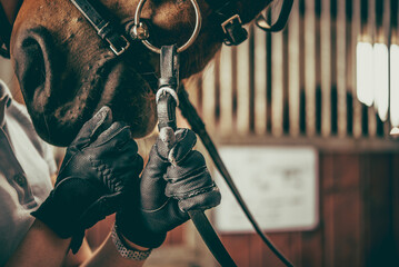 horse rider adjusting horse bridle. equestrian theme.