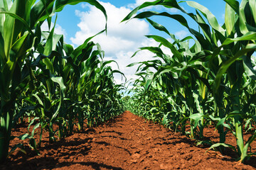 Young green corn crop seedling plants in cultivated perfectly clean agricultural plantation field with no weed, low angle view selective focus