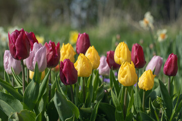 Wall Mural - group of tulips in yellow and red color mix.
