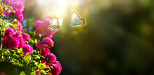 Summer Floral Background; Pink Rose Flower And Fly Butterfly Against The Sunset Sky