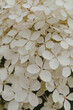 Closeup of white hydrangea flower bush
