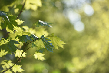 Acer. maple. Young green leaves on a tree branch under the rays of the spring sun. branch with young green leaves. tree leaves in the sun. spring morning. nature, close-up. background, place for text