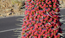 Tajinaste Or Echium Wildpretii, Tower Of Jewels Red Flowers On Teide National Park Background Next To The Road, Tenerife, Canary Islands, Spain.Selective Focus. 