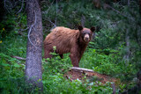 Fototapeta Zwierzęta - cinnamon black bear in the woods