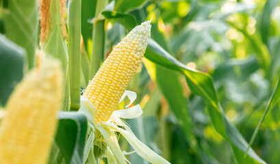 Wall Mural - Sweet corn seeds and green leaves at Corn field,waiting for harvest.