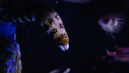 Moray ell in aquarium at Madrid