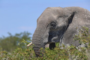 close up of an elephant in Namibia