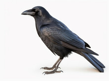 A Black American Crow On A White Background