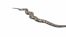 3d Animation Of Reticulated Python, Crawling, Ground Shadow, Luma Matte Included. There Is A Version Of This Animated Video Without Ground Shadow