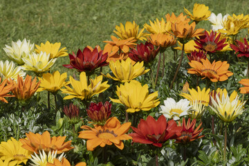 Wall Mural - Gazanias multicolors