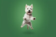 Happy dog ​​jumping on a green background. 
Great concept for banners for petshops and virtual stores in the pet niche. Generative AI