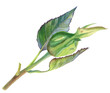 The rosebud is still closed on a twig with leaves. Watercolor illustration, hand-drawn. Suitable as a bud of other plants, such as rosehip. For the design of postcards, packages, and other goods