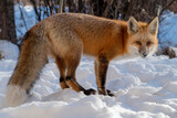 Fototapeta Zwierzęta - red fox vulpes