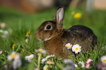 Wall Mural - brown bunny portrait on grass and spring flowers