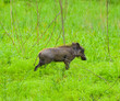 A baby warthog in a nature reserve in Zimbabwe