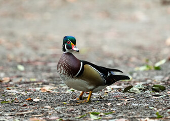 Wall Mural - Wood duck