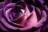 Fototapeta Kwiaty - Tło Róża, fioletowy kwiat. Generative AI