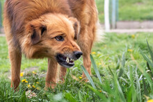 Aggressive Dog Barks, Baring Teeth. Dangerous Angry Dog