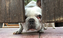 Bulldog Looks Through The Gate