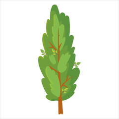 Green tree. Cypress White cedar. A plant for the garden. Forest. Vector illustration isolated on white background.