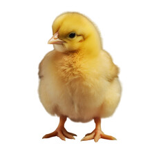Chick Isolated On White Transparent Background PNG