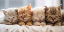 A Group Of Kittens Are Sleeping On A Bed. Generative AI.