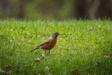 Wall Mural - robin on the grass